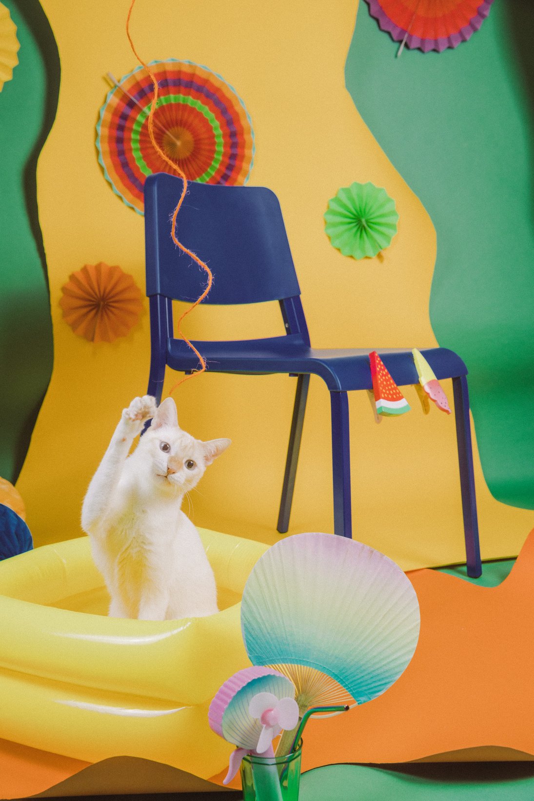 Cat in Inflatable Pool